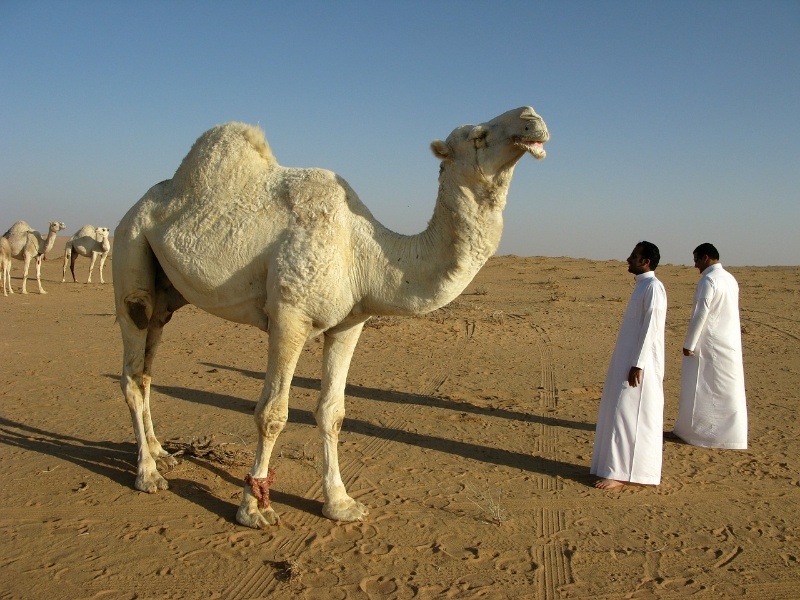 How to make money teaching English in Saudi Arabia