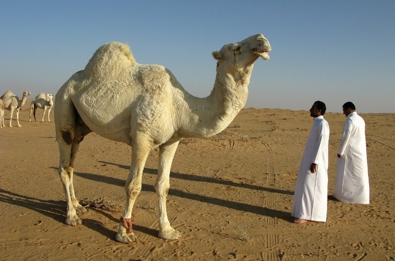 Camels in Saudi Arabia